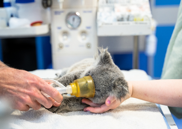 Veterinary check for Koala Pumpkin